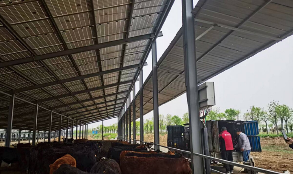 信桥钢构：打卡蒙阴农业温室大棚、青州黑牛养殖基地！(图4)